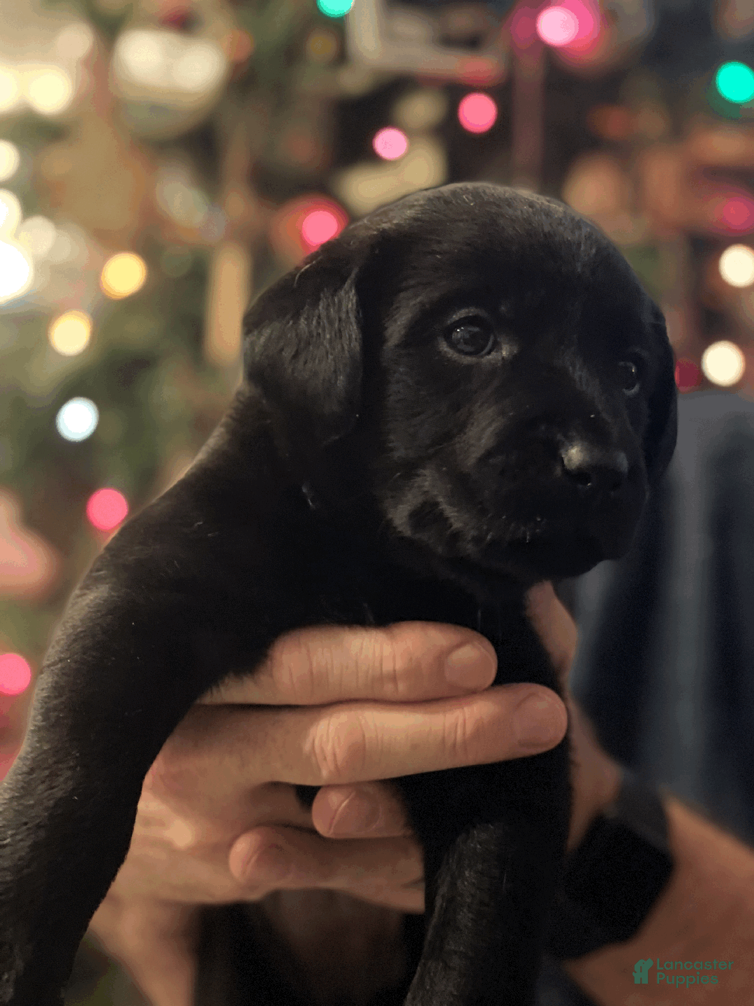 Labrador Retriever dogs for sale: Algonquin-red collar - Ad 23