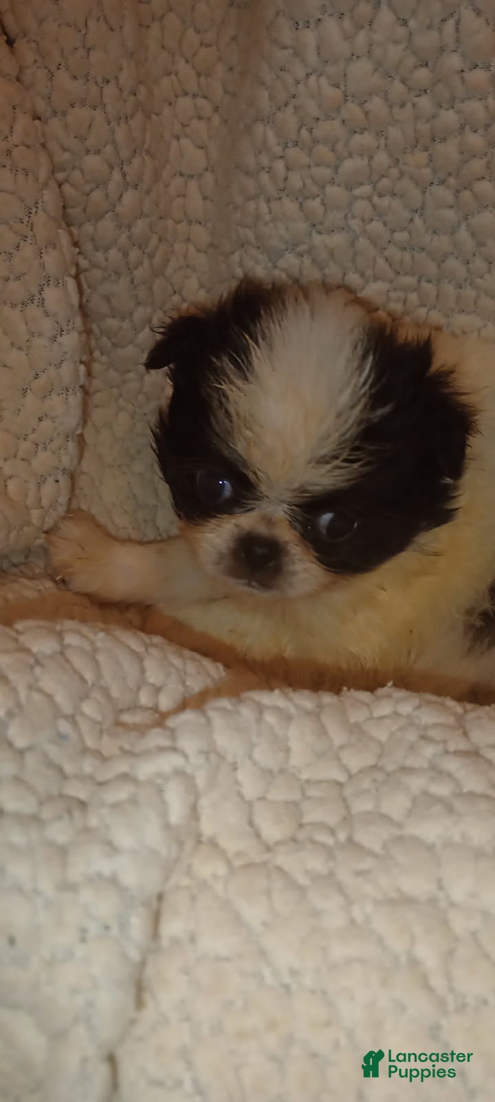 Japanese Chin dogs for sale: Rapunzel - Ad 20