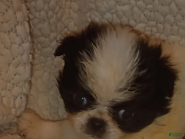 Japanese Chin dogs for sale: Rapunzel - Ad 20