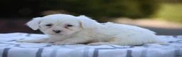 Mixed Breed dogs for sale: White Oak - Ad 1