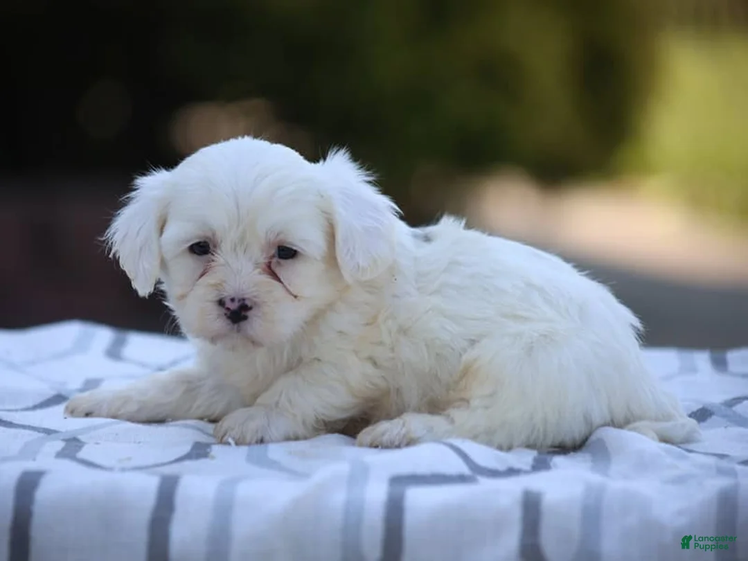 Mixed Breed dogs for sale: White Oak - Ad 1