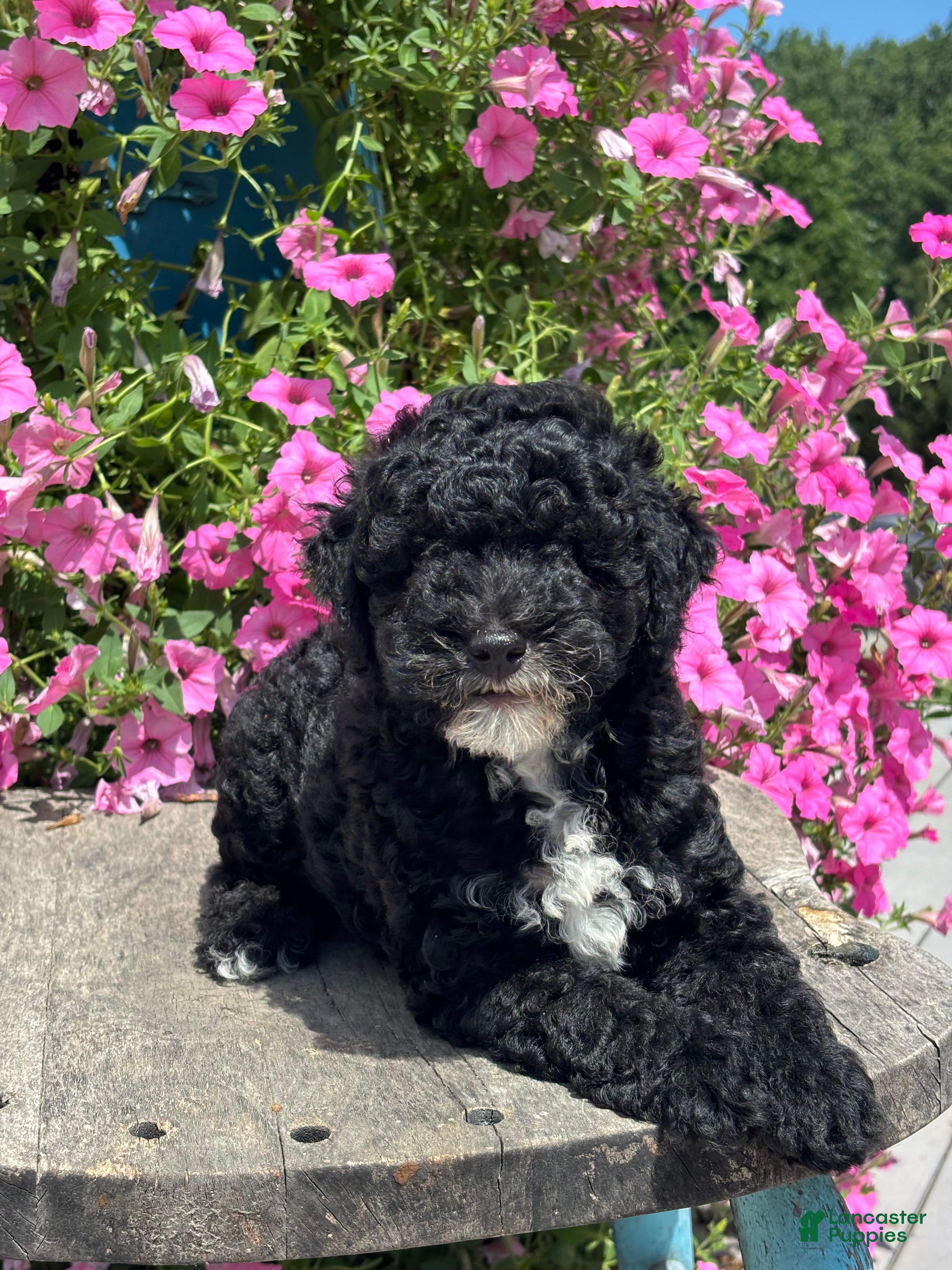 Miniature Poodle dogs Ethan - Ad 1