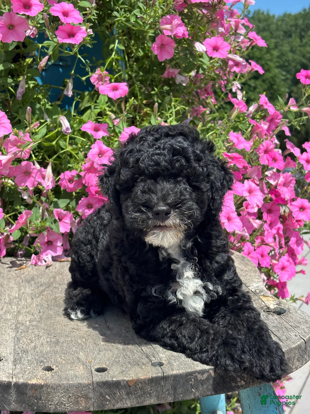 Miniature Poodle dogs for sale: Ethan - Ad 1