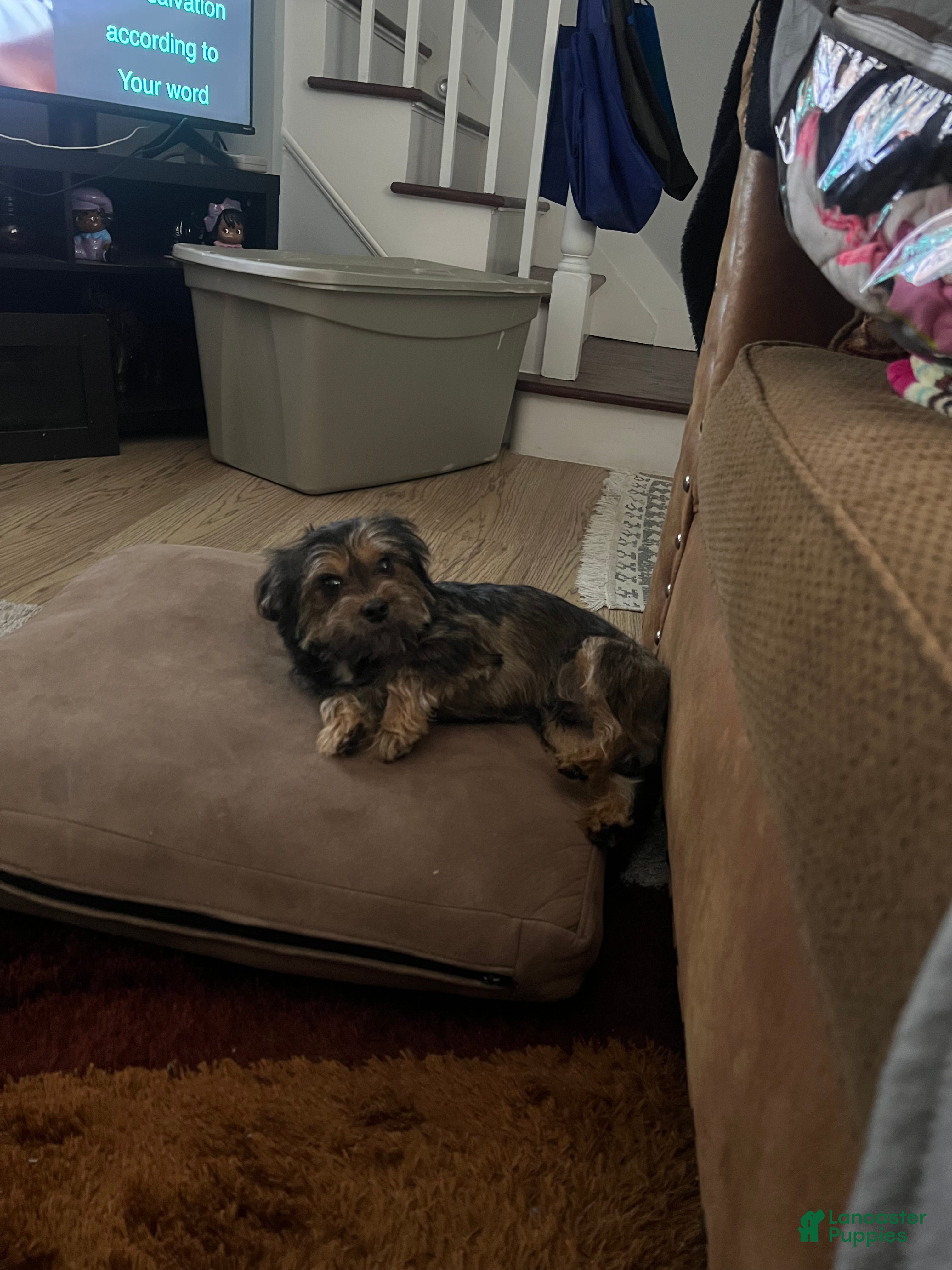 Mixed Breed dogs Mixed Breed Puppy 2 - Ad 4