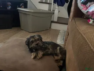 Mixed Breed dogs Mixed Breed Puppy 2 - Ad 4