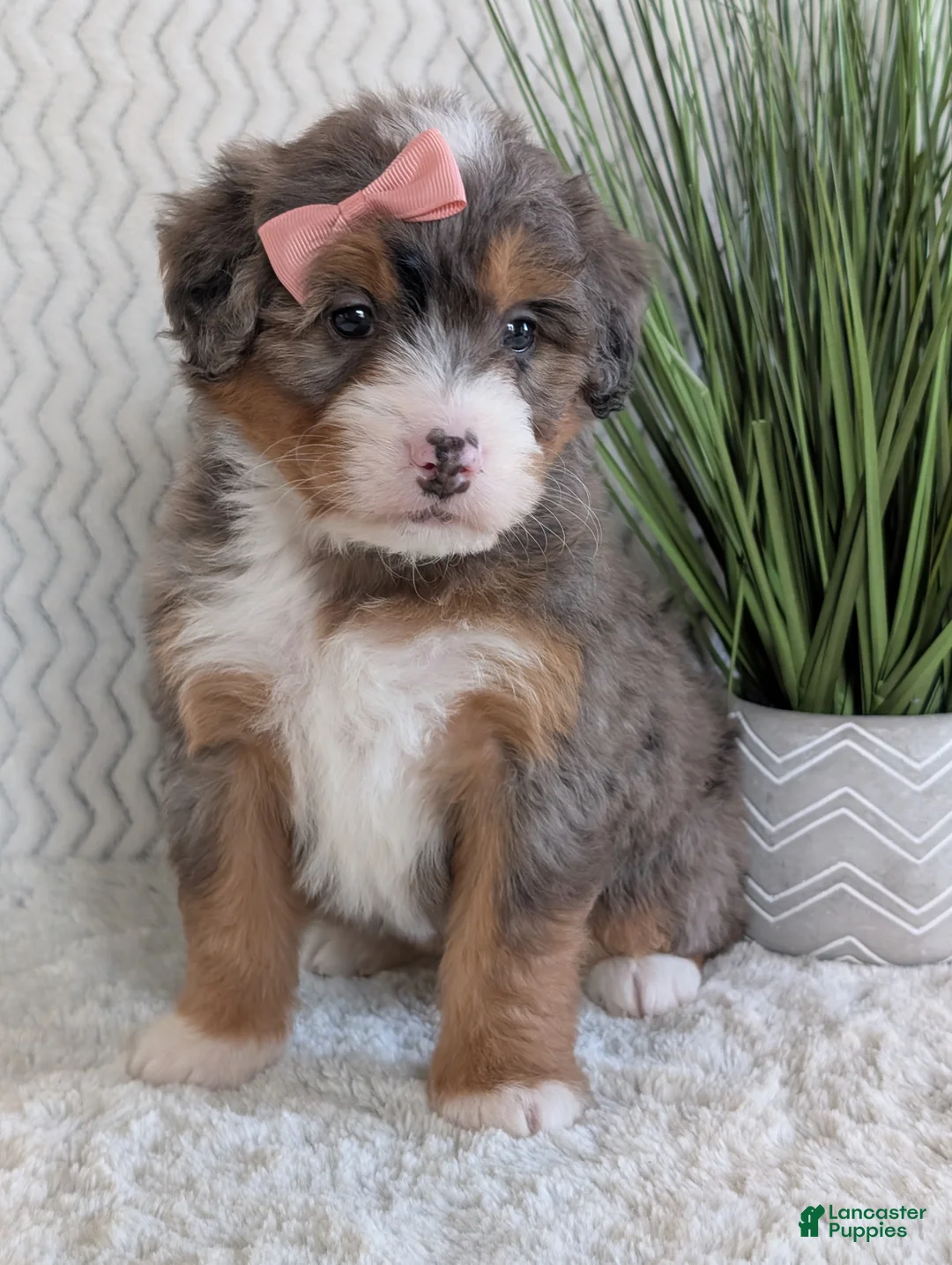 Mini Bernedoodle dogs for sale: Mini Poppy  - Ad 6