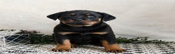 Rottweiler dogs for sale: Indie - Ad 5