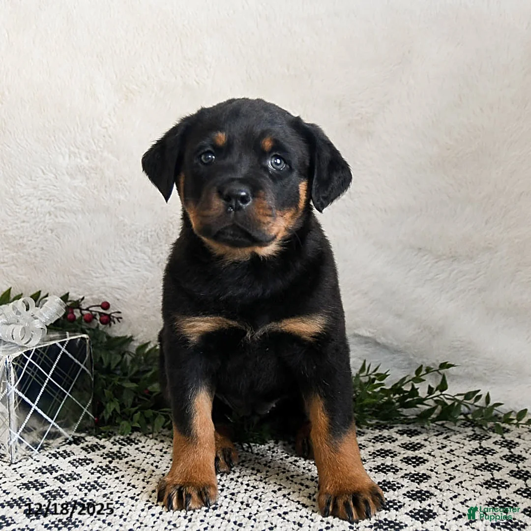 Rottweiler dogs for sale: Indie - Ad 5