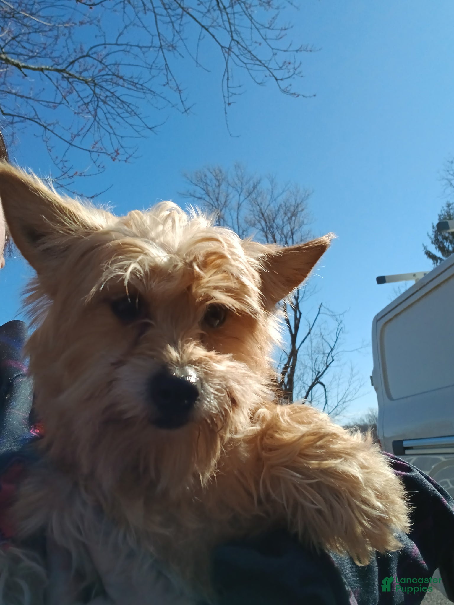 Yorkshire Terrier dogs for sale: Yorkshire Terrier Puppy 1 - Ad 2
