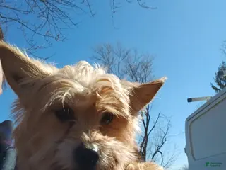 Yorkshire Terrier dogs for sale: Yorkshire Terrier Puppy 1 - Ad 2