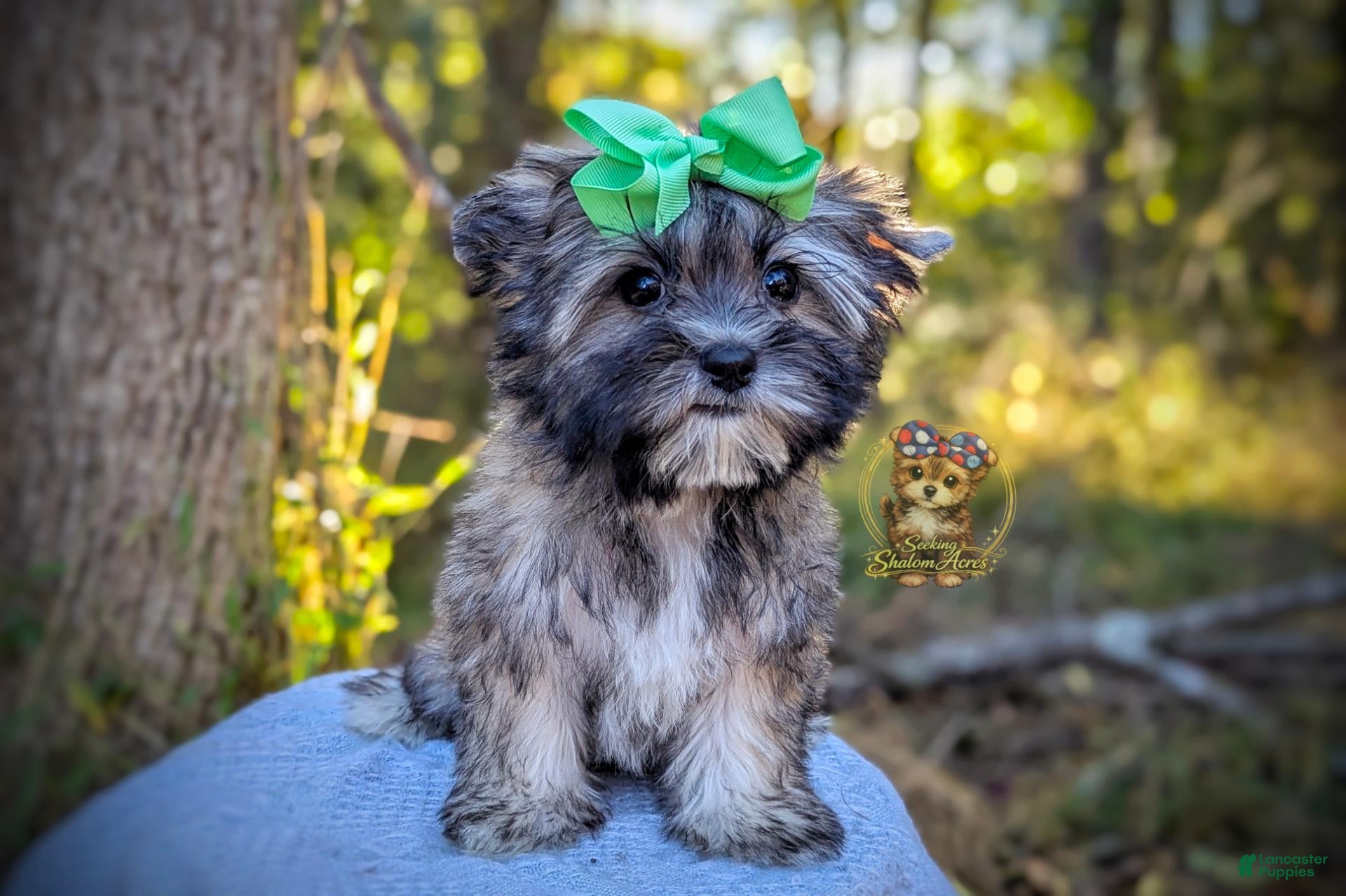 Tumbleweed (Morkie, Male) in Barren Springs, VA