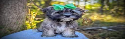 Morkie dogs for sale: Tumbleweed - Ad 1