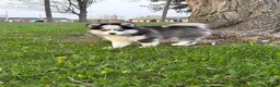 Pomsky dogs for sale: Quinn - Ad 3