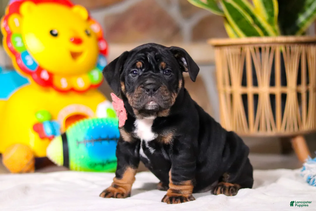 Beabull dogs for sale: Sally - Ad 3