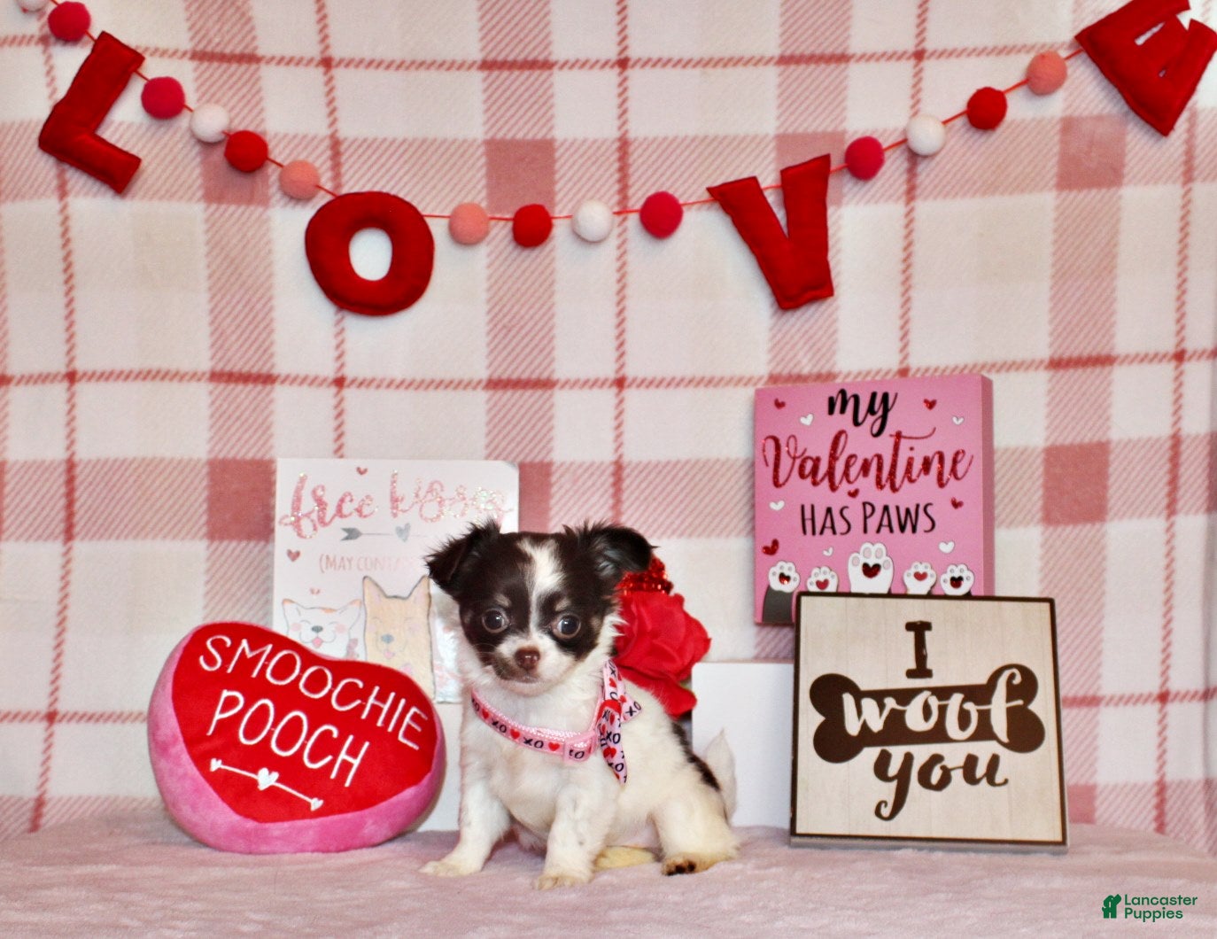 Chihuahua dogs Haven - Ad 10