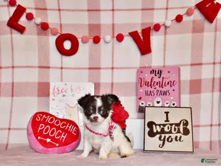 Chihuahua dogs Haven - Ad 10