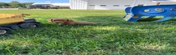 Miniature Dachshund dogs for sale: Toby - Ad 6