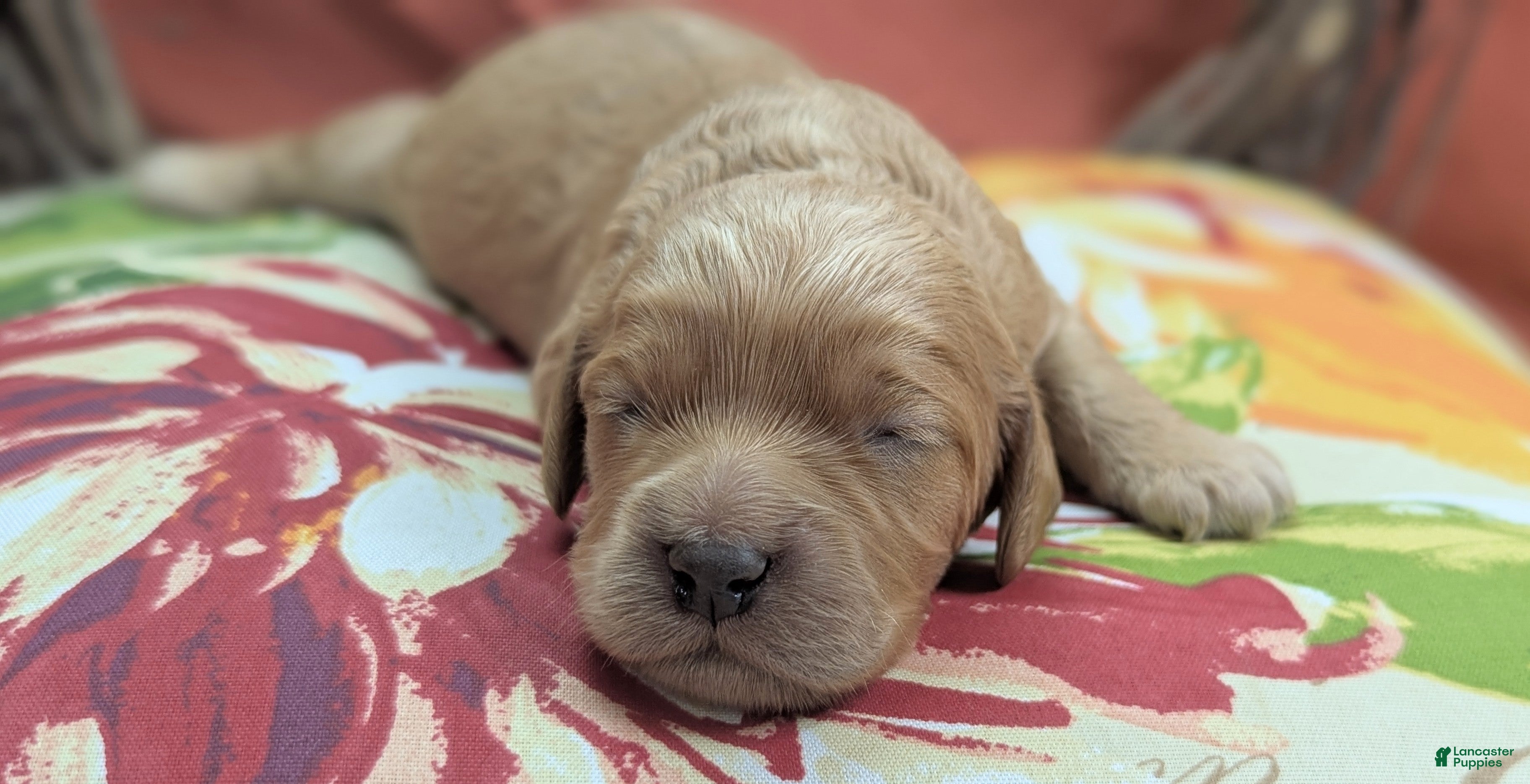 Cockapoo dogs Knotty - Ad 13