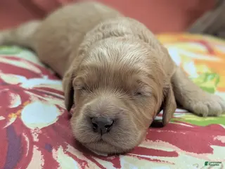 Cockapoo dogs Knotty - Ad 12