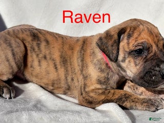 Great Dane dogs - Ad 16