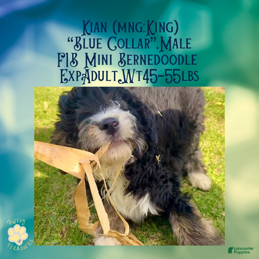 Mini Bernedoodle dogs for sale: Kian “Blue Collar” Male - Ad 4