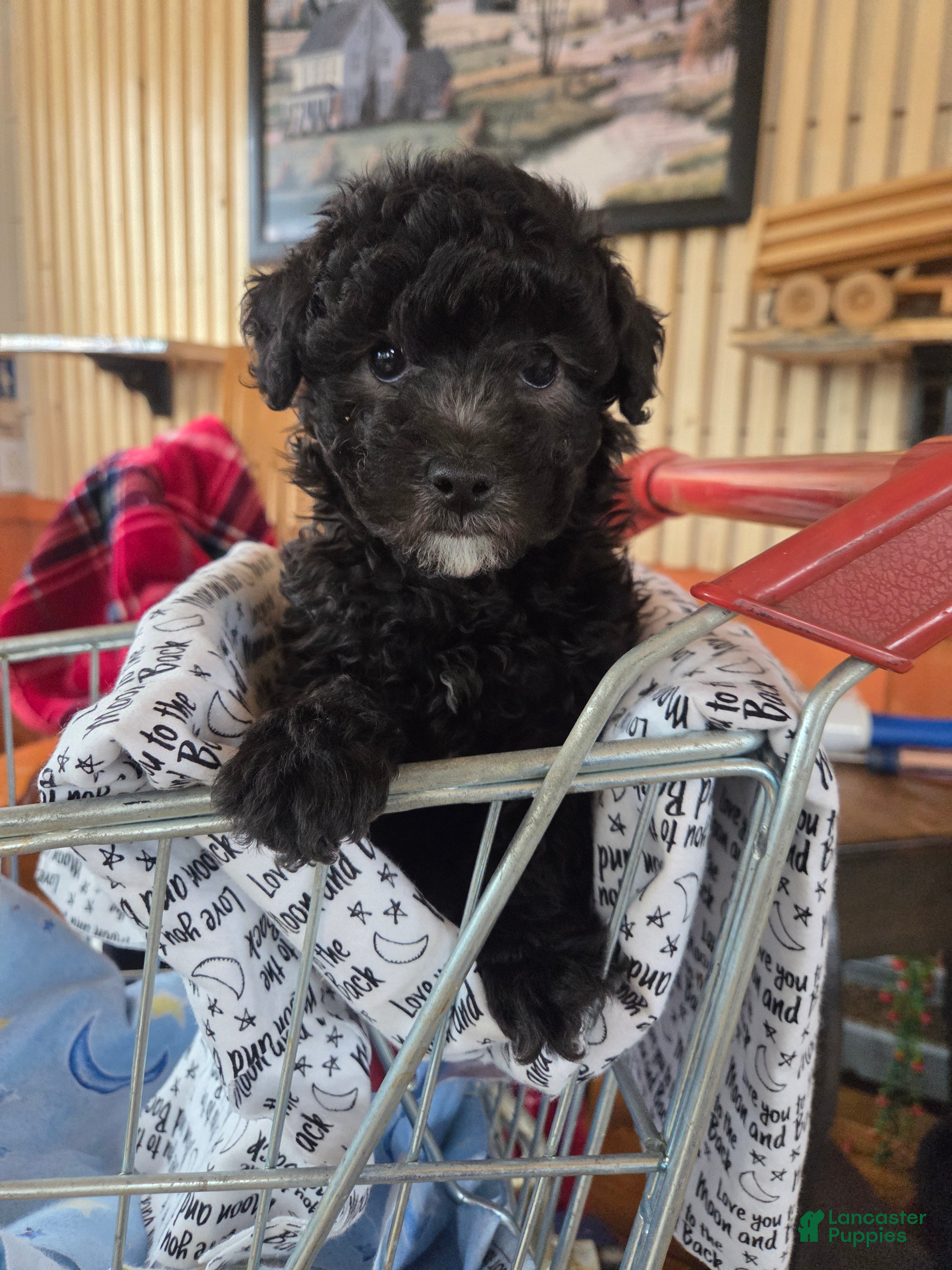 Toy Poodle dogs Toy Poodle Puppy 1 - Ad 2