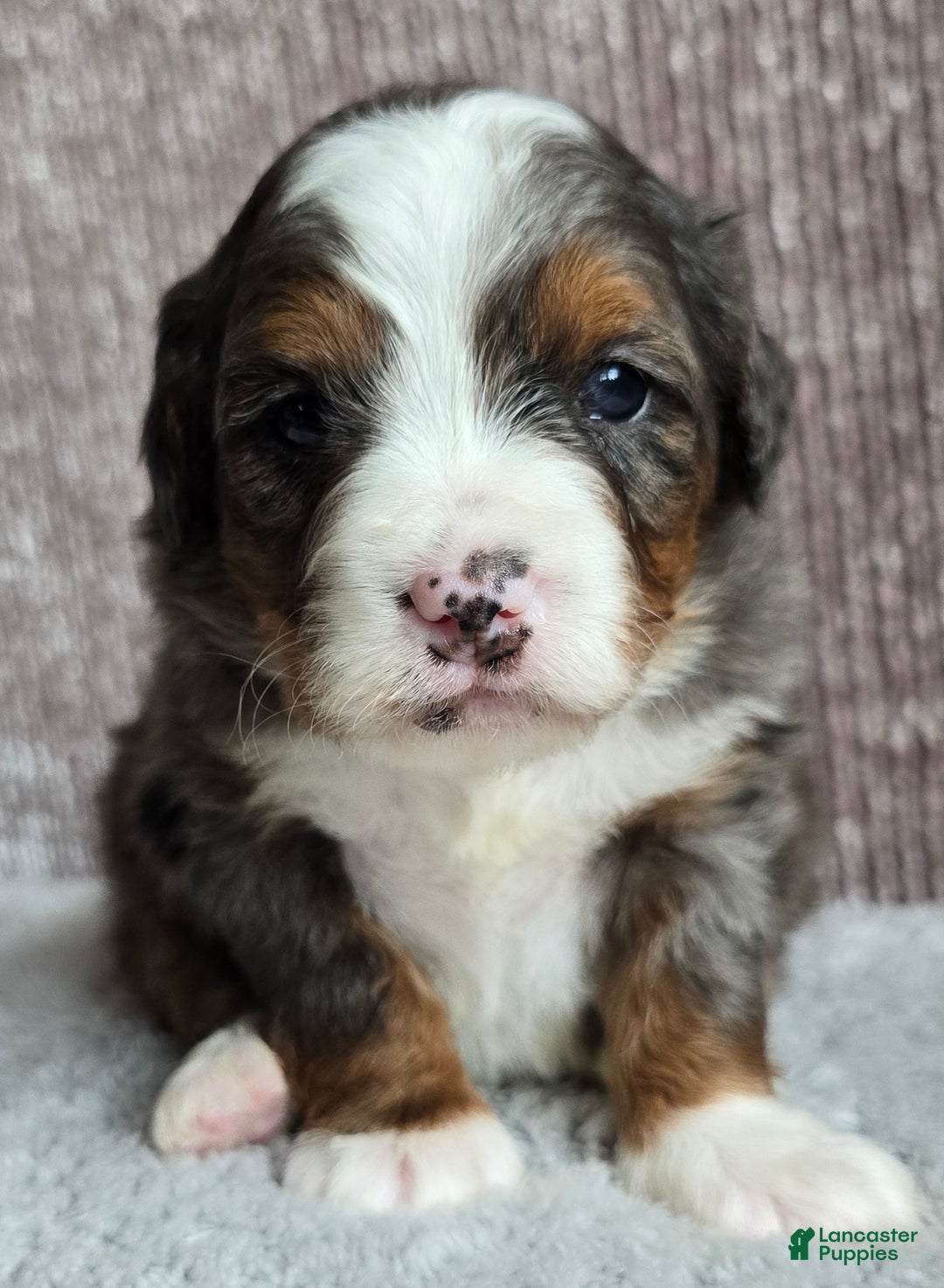Mini Bernedoodle dogs for sale: Mini Sophie - Ad 3
