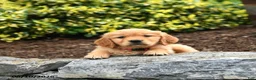 Golden Retriever dogs for sale: Junebug - Ad 3