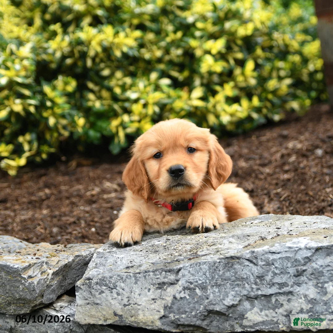Golden Retriever dogs for sale: Junebug - Ad 3
