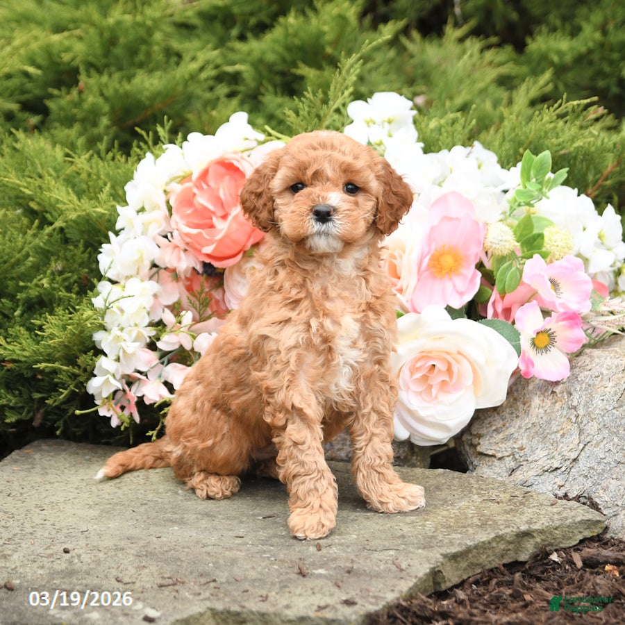 Mini Goldendoodle dogs Sterling - Ad 1