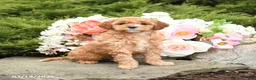 Mini Goldendoodle dogs for sale: Sterling - Ad 1