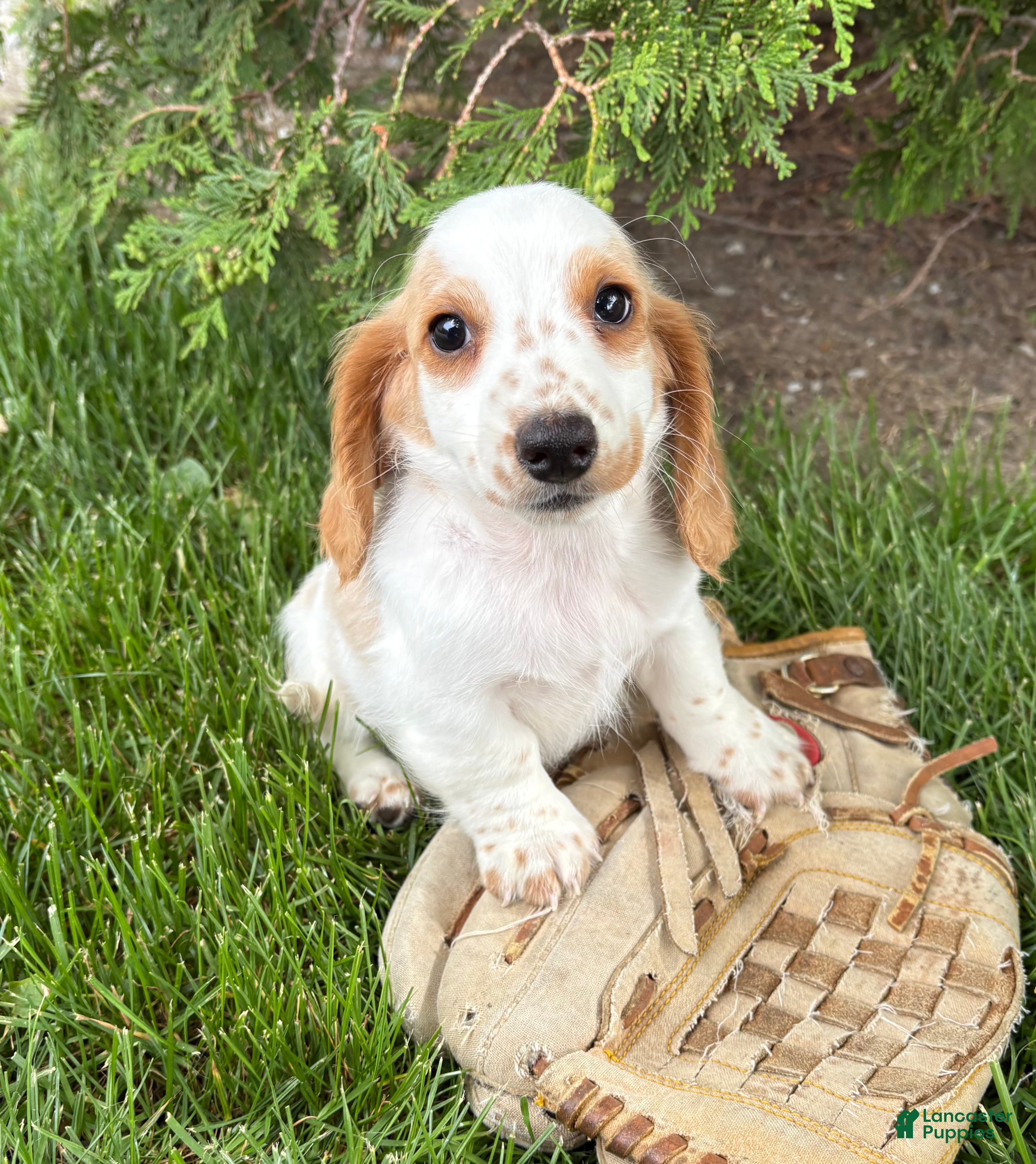 Dachshund dogs Murphy - Ad 1