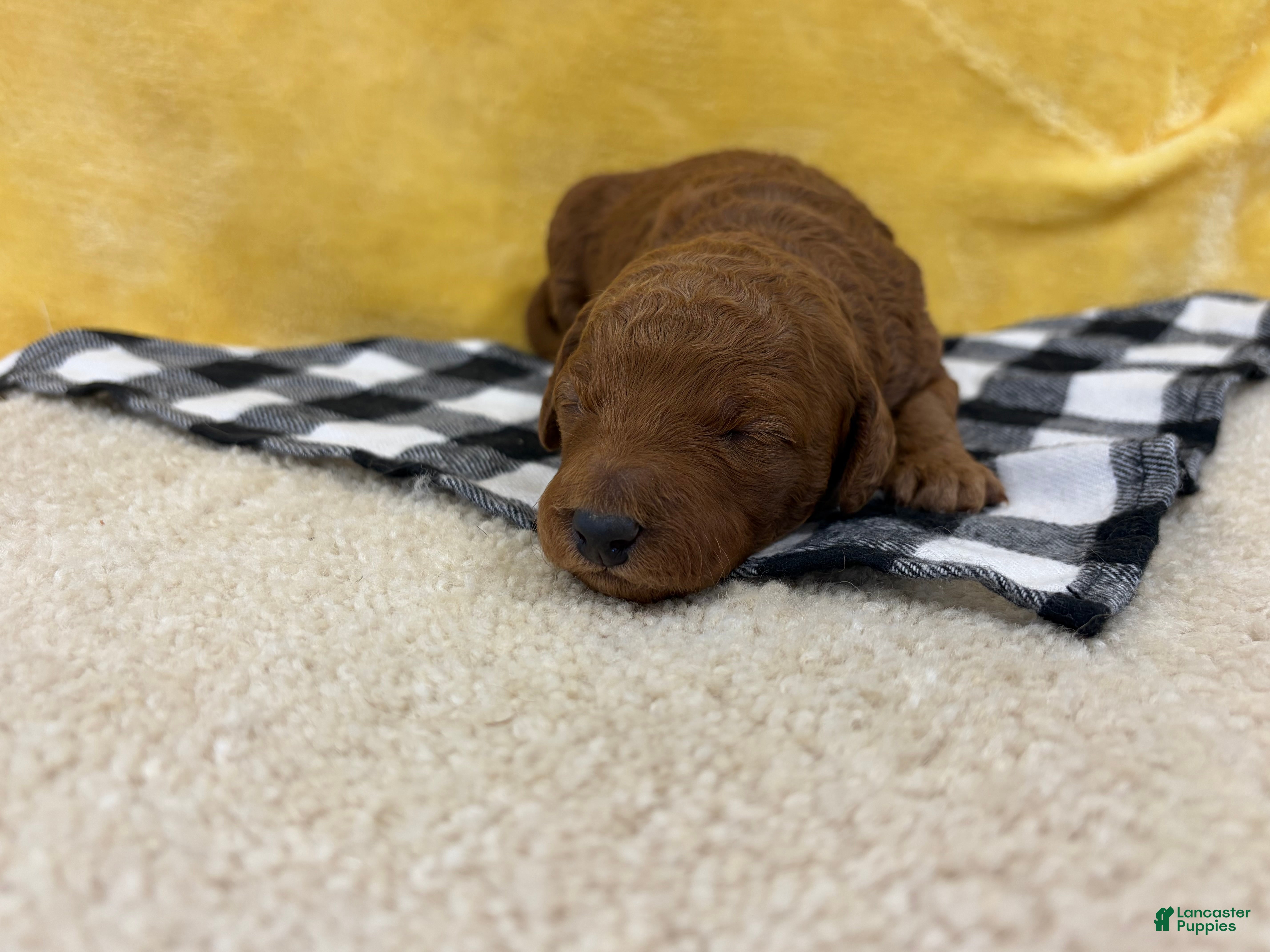 Mini Goldendoodle dogs Jade - Ad 1