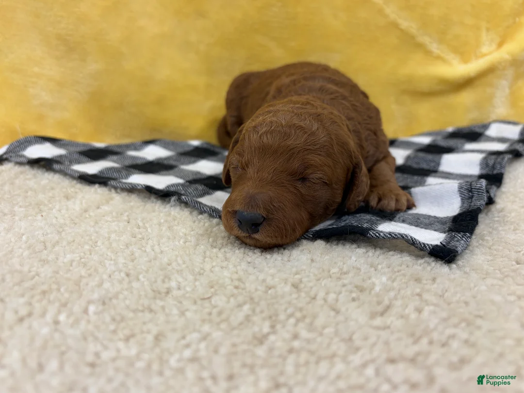 Mini Goldendoodle dogs for sale: Jade - Ad 1