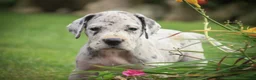 Great Dane dogs for sale: Benson Great Dane  - Ad 3