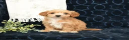 Maltipoo dogs for sale: Andy - Ad 1