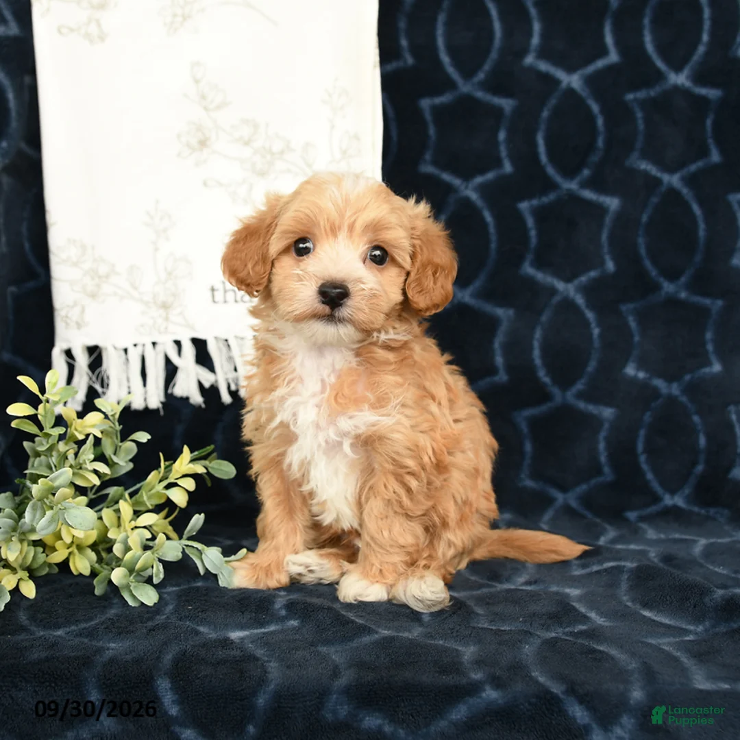 Maltipoo dogs for sale: Andy - Ad 1