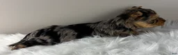 Yorkshire Terrier dogs for sale: Maverick  - Ad 3