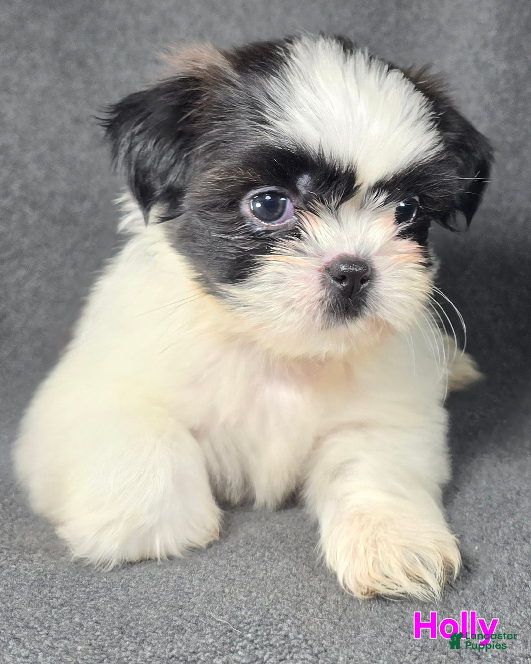 Shih Tzu dogs for sale: Holly - Ad 7