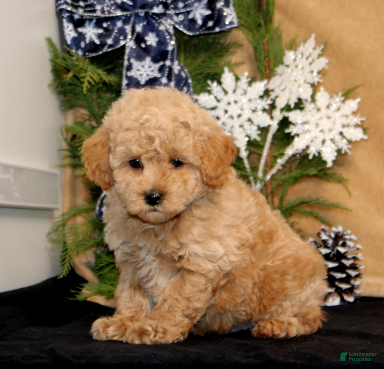 Miniature Poodle dogs XRay - Ad 1