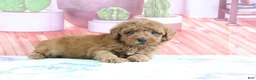 Mini Goldendoodle dogs for sale: Hazel - Ad 5