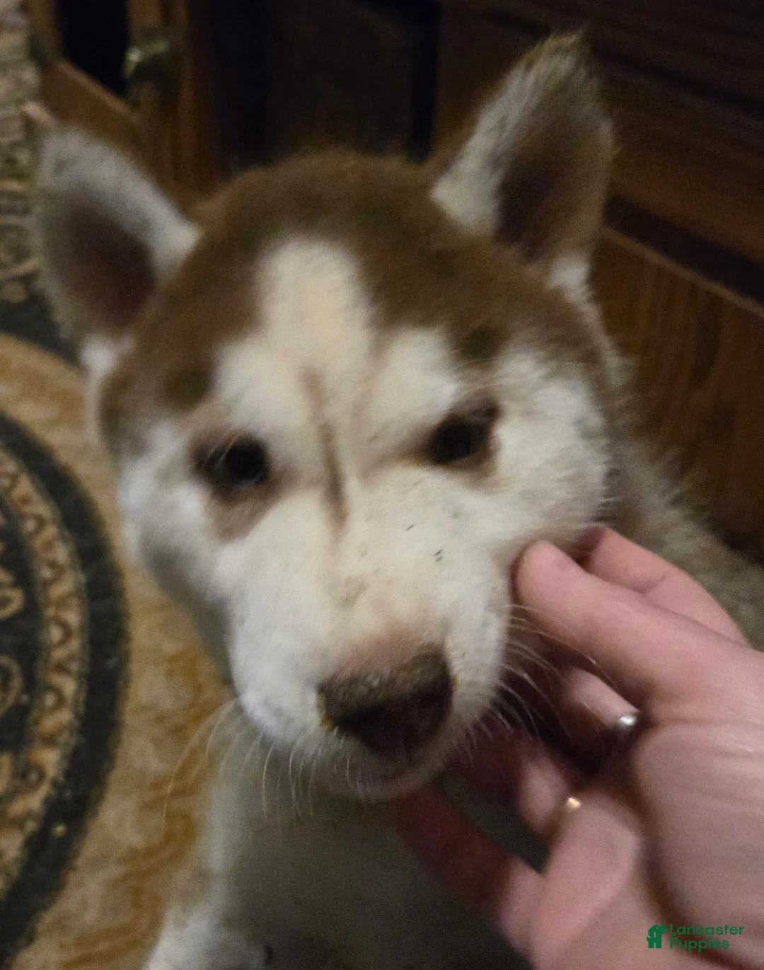 Siberian Husky dogs for sale: Henry - Ad 4