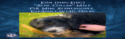 Mini Bernedoodle dogs for sale: Kian “Blue Collar” Male - Ad 2
