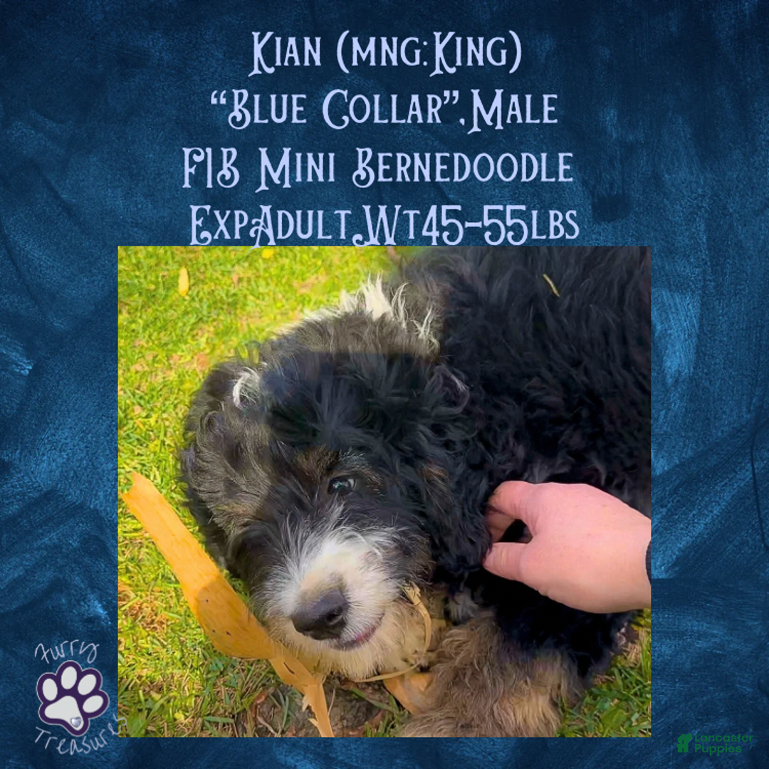 Mini Bernedoodle dogs for sale: Kian “Blue Collar” Male - Ad 2