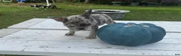 French Bulldog dogs for sale: Geo - Ad 6