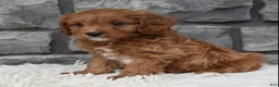 Cavapoo dogs for sale: Rocky  - Ad 6