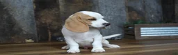 Beagle dogs for sale: Walker - Ad 5