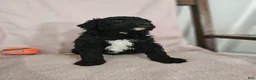 Standard Poodle dogs for sale: Darth Vader - Ad 8