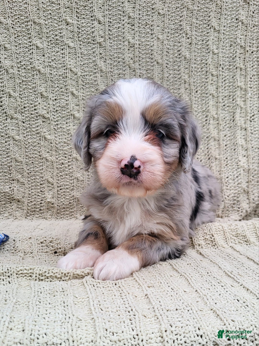 Mini Bernedoodle dogs for sale: Susie - Ad 5