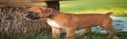 Boxer dogs for sale: Everest - Ad 1